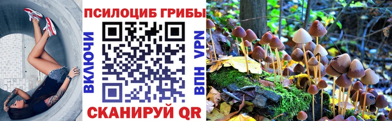 Галлюциногенные грибы Psilocybe  Купить закладки  Барыш 
